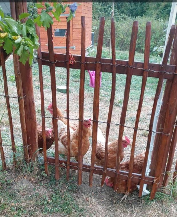 Kemenate Zimmer Gechaichnishof 7Born Maring-Noviand Zewnętrze zdjęcie